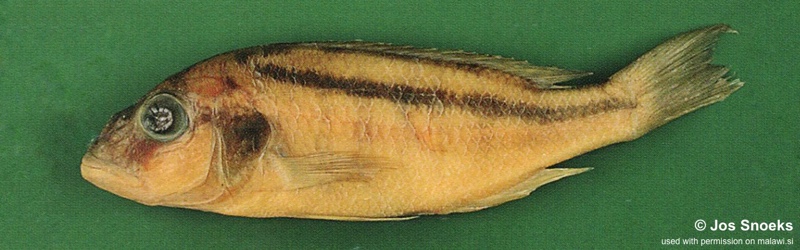 Buccochromis sp. 'large mouth' Nkhotakota